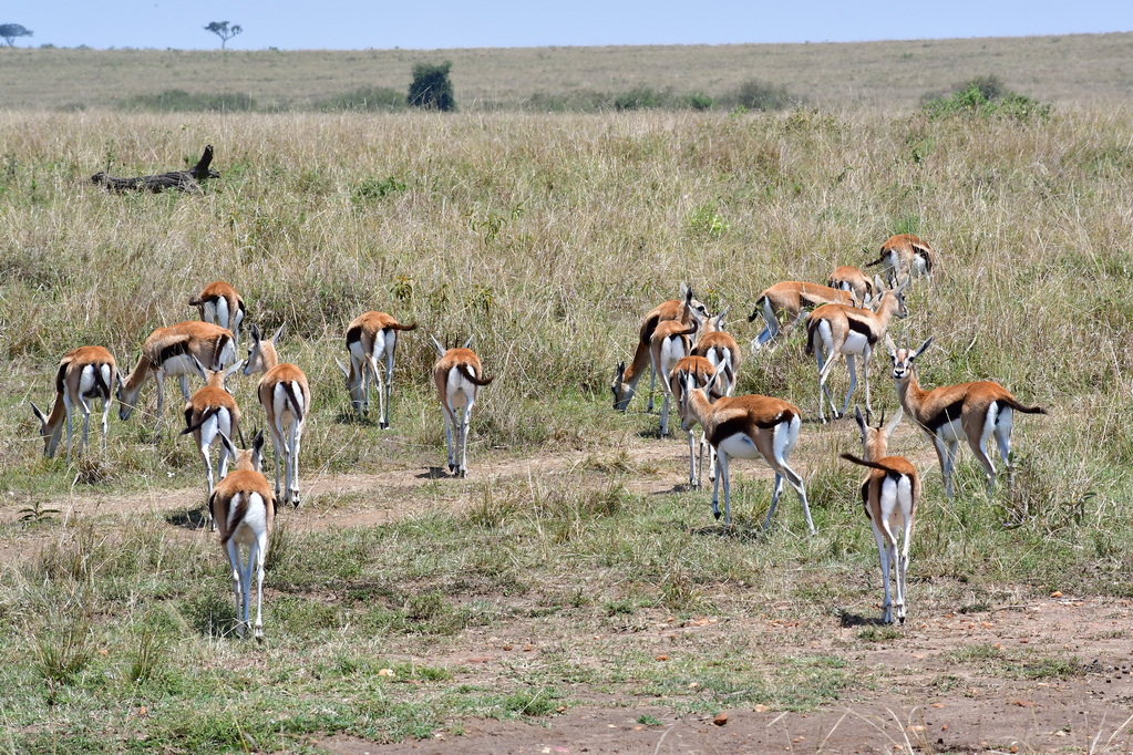Masai Mara Nat. Reserve